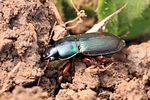 harpalus-affinis-foto-pisec