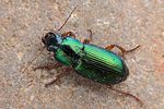 harpalus-affinis-foto-swadzba