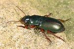 harpalus-affinis2-foto-dewilde