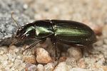 harpalus-affinis2-foto-hall
