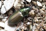 harpalus-affinis2-foto-hense