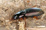 harpalus-affinis2-foto-koehler