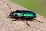 harpalus-affinis2-foto-swadzba