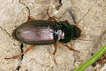 harpalus-affinis3-foto-koehler