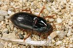harpalus-anxius2-foto-koehler