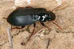 harpalus-atratus-foto-koehler