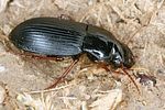 harpalus-atratus2-foto-koehler