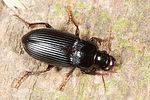 harpalus-calceatus-foto-altmann