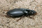 harpalus-calceatus-foto-koehler