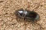 harpalus-calceatus4-foto-koehler