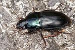 harpalus-dimidiatus-foto-erezuma