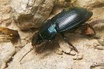 harpalus-dimidiatus-foto-koehler