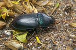 harpalus-dimidiatus2-foto-koehler