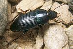 harpalus-dimidiatus3-foto-koehler