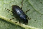 harpalus-distinguendus-foto-auer