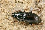 harpalus-distinguendus-foto-fjkoehler
