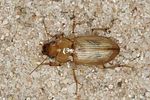 harpalus-flavescens-foto-benisch