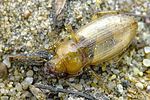 harpalus-flavescens-foto-krejcik