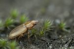 harpalus-flavescens-foto-leo