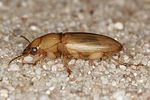 harpalus-flavescens-foto2-benisch