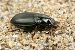 harpalus-froehlichii2-foto-koehler