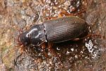 harpalus-griseus-foto-altmann