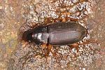 harpalus-griseus2-foto-altmann