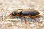 harpalus-griseus2-foto-keresztes