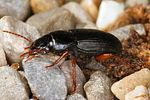 harpalus-latus-foto-hense