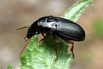 harpalus-latus-foto-wmueller