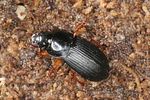 harpalus-latus2-foto-hense