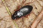 harpalus-latus3-foto-altmann
