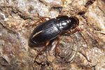 harpalus-luteicornis-foto-koehler