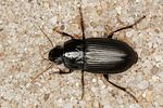 harpalus-melancholicus-foto-benisch