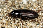 harpalus-melancholicus2-foto-fjkoehler