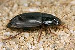harpalus-melancholicus2-foto-koehler