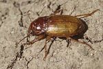 harpalus-microthorax-salinator-foto-martinez