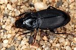 harpalus-neglectus3-foto-koehler