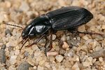 harpalus-neglectus4-foto-koehler