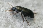 harpalus-pumilus-foto-brueckner