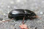 harpalus-pumilus2-foto-keresztes