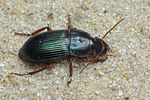 harpalus-rubripes-foto-medger