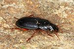 harpalus-rubripes2-foto-altmann