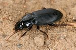 harpalus-rufipalpis2-foto-koehler