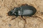 harpalus-rufipalpis3-foto-koehler