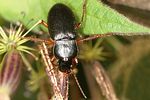 harpalus-rufipes-foto-altmann