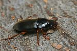 harpalus-rufipes-foto-faasen
