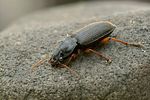harpalus-rufipes-foto-swadzba
