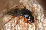 harpalus-rufipes2-foto-altmann