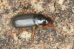 harpalus-rufipes2-foto-jas